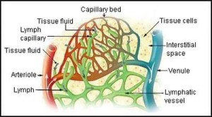 Lymph vessels and relationship to circulatory system.